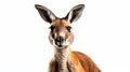 Red kangaroo against white background. Generative AI Royalty Free Stock Photo