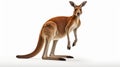 Red kangaroo against white background. Generative AI Royalty Free Stock Photo