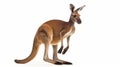 Red kangaroo against white background. Generative AI Royalty Free Stock Photo