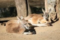 Adult Red Kangaroo resting Australia Royalty Free Stock Photo