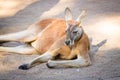 Adult Red Kangaroo resting Australia Royalty Free Stock Photo