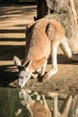 Adult Red Kangaroo drinking water Australia Royalty Free Stock Photo