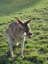 Red kangaroo Australia