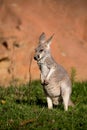 Red kangaroo baby