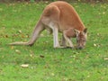 Red kangaroo at Banham zoo Royalty Free Stock Photo