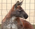 Red Kangaroo behind the fence