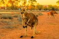 Red kangaroo Central Australia Royalty Free Stock Photo