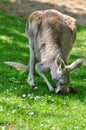 Red kangaroo Royalty Free Stock Photo