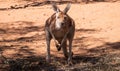 Red kangaroo in the field on a sunny day in Australia (Osphranter Rufus) Royalty Free Stock Photo