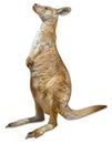 Red Kangaroo isolated Royalty Free Stock Photo