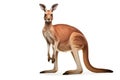 Red kangaroo isolated on white background Royalty Free Stock Photo