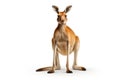 Red kangaroo isolated on white background Royalty Free Stock Photo