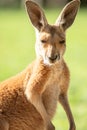 Red Kangaroo Joey