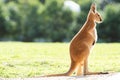 Red Kangaroo Joey