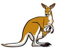 Red kangaroo with joey in pouch