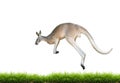 Red kangaroo jump on green grass isolated