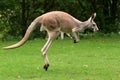 Red Kangaroo Jumping Royalty Free Stock Photo