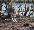 Red kangaroo jumping Royalty Free Stock Photo