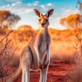 Red Kangaroo Jumping in the Wild Royalty Free Stock Photo