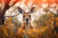 Red Kangaroo Jumping in the Wild Royalty Free Stock Photo