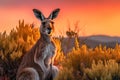 Red Kangaroo Jumping in the Wild Royalty Free Stock Photo