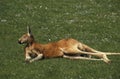 Red Kangaroo, macropus rufus, Adult laying down on Grass Royalty Free Stock Photo