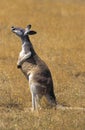 Red Kangaroo, macropus rufus, Adult standing on Dry Grass, Smelling, Australia Royalty Free Stock Photo