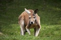 Red Kangaroo, macropus rufus, Adult standing on Grass Royalty Free Stock Photo