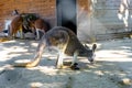 Red Kangaroo Macropus rufus in Barcelona Zoo