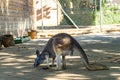 Red Kangaroo Macropus rufus in Barcelona Zoo