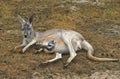 Red Kangaroo, macropus rufus, Female laying on Dry Grass with Head of Joey emerging from Pouch, Australia Royalty Free Stock Photo
