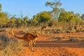 Red kangaroo jumping Royalty Free Stock Photo
