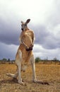 Red Kangaroo, macropus rufus, Male standing on Dry Grss, Australia Royalty Free Stock Photo