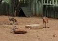 The red kangaroo Macropus rufus at ZOO Pretoria, South Africa