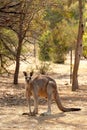 Red Kangaroo Royalty Free Stock Photo