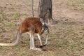 Red kangaroo in meadow