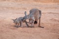 Red Kangaroo mother with baby Royalty Free Stock Photo