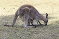 Red Kangaroo mother and joey in Australia