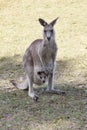 Red Kangaroo mother and joey in Australia