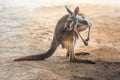 Red Kangaroo - Australian Marsupial Royalty Free Stock Photo