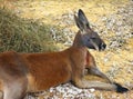 The red kangaroo (Osphranter rufus) Royalty Free Stock Photo