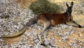 The red kangaroo (Osphranter rufus) Royalty Free Stock Photo
