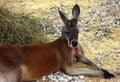 The red kangaroo (Osphranter rufus) Royalty Free Stock Photo