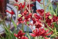 Red Kangaroo Paw, Anigozanthos `Big Red`, evergreen perennial Royalty Free Stock Photo