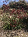 Red Kangaroo Paw flowers in Sydney Australia Royalty Free Stock Photo