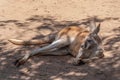 Red Kangaroo in the Shade