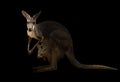 Red kangaroo standing in the dark Royalty Free Stock Photo