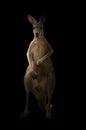 Red kangaroo standing in the dark Royalty Free Stock Photo