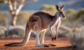 Red Kangaroo Standing on Desert Ground in Australia with Eucalyptus Tree and Bush Under Sunlight Warm Lighting Backlighted Side Royalty Free Stock Photo