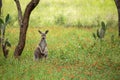 Red kangaroo standing upright between trees and cactus plants Royalty Free Stock Photo
